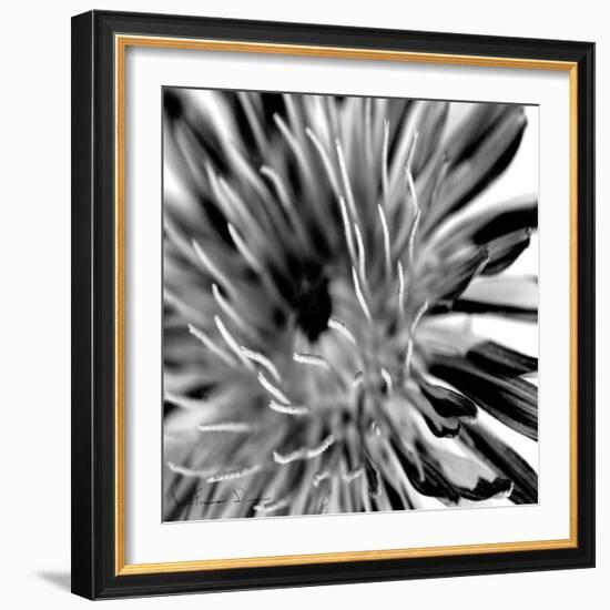 Contrastoflora IV-Jean-François Dupuis-Framed Art Print