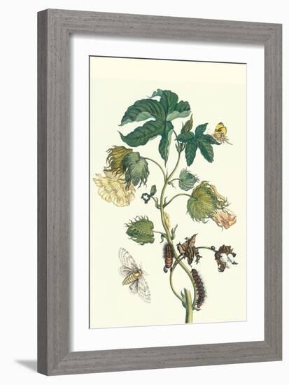 Contton Plant, Moths and Butterflies-Maria Sibylla Merian-Framed Premium Giclee Print