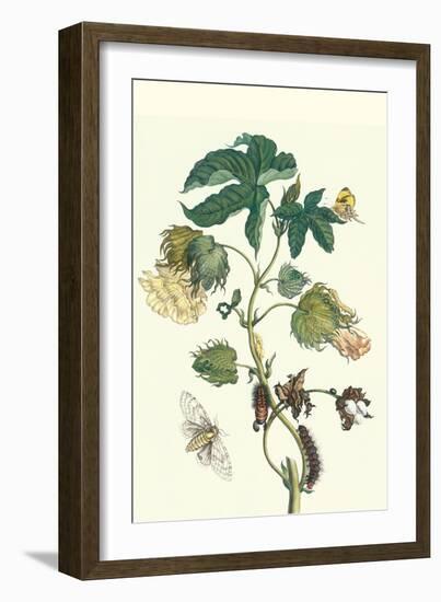 Contton Plant, Moths and Butterflies-Maria Sibylla Merian-Framed Premium Giclee Print
