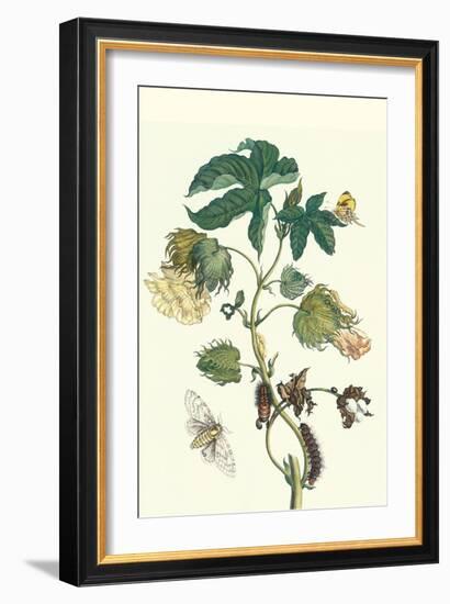 Contton Plant, Moths and Butterflies-Maria Sibylla Merian-Framed Premium Giclee Print