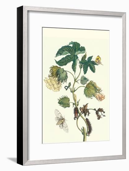 Contton Plant, Moths and Butterflies-Maria Sibylla Merian-Framed Art Print