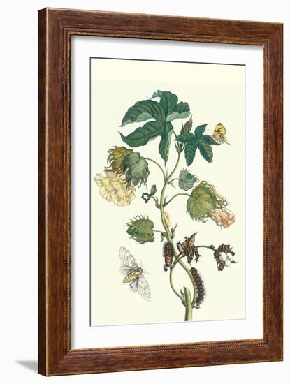 Contton Plant, Moths and Butterflies-Maria Sibylla Merian-Framed Art Print