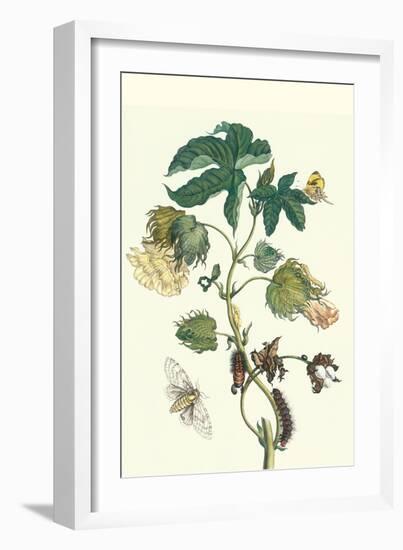 Contton Plant, Moths and Butterflies-Maria Sibylla Merian-Framed Art Print