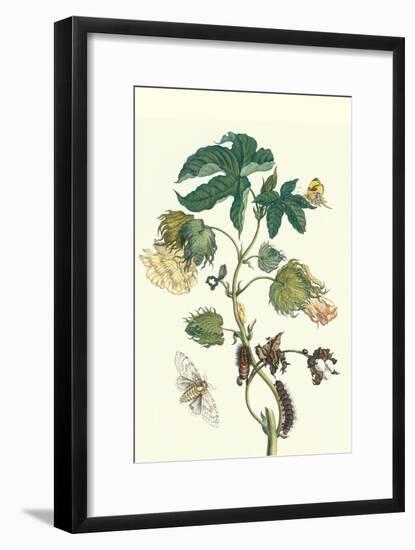 Contton Plant, Moths and Butterflies-Maria Sibylla Merian-Framed Art Print