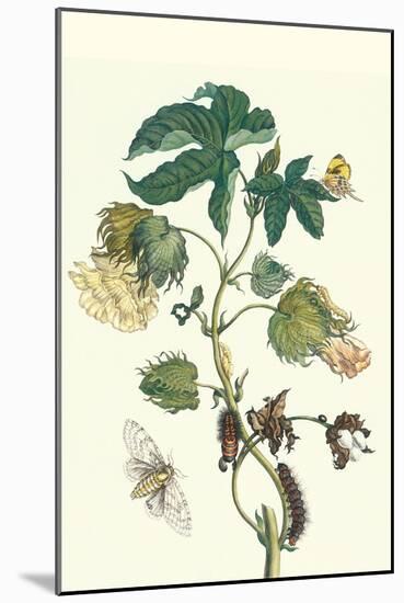 Contton Plant, Moths and Butterflies-Maria Sibylla Merian-Mounted Art Print