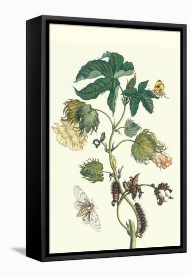 Contton Plant, Moths and Butterflies-Maria Sibylla Merian-Framed Stretched Canvas