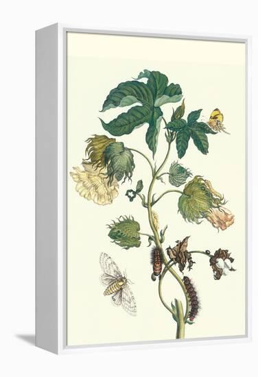 Contton Plant, Moths and Butterflies-Maria Sibylla Merian-Framed Stretched Canvas