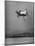 Convair's Pogo Plane-First Public Flight-J^ R^ Eyerman-Mounted Photographic Print