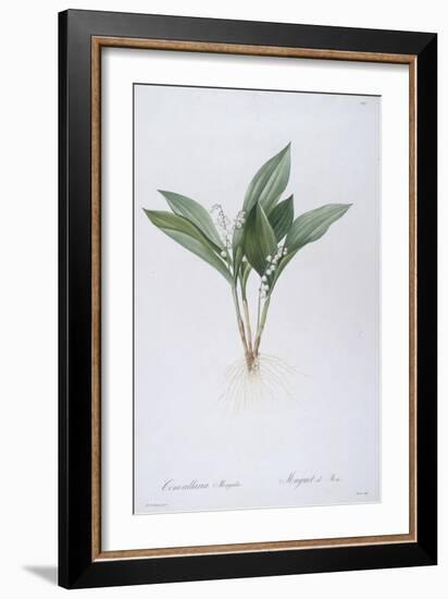Convallaria Majalis (Lily of the Valley), 1808-Pierre Joseph Redoute-Framed Giclee Print