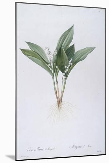 Convallaria Majalis (Lily of the Valley), 1808-Pierre Joseph Redoute-Mounted Giclee Print