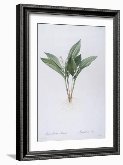 Convallaria Majalis (Lily of the Valley), 1808-Pierre Joseph Redoute-Framed Giclee Print