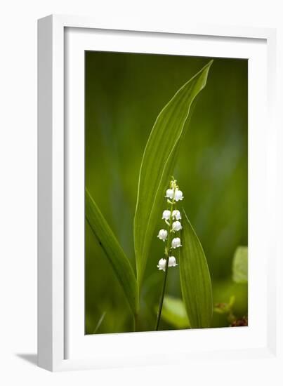 Convallaria Majalis (Lily of the Valley)-Bob Gibbons-Framed Photographic Print