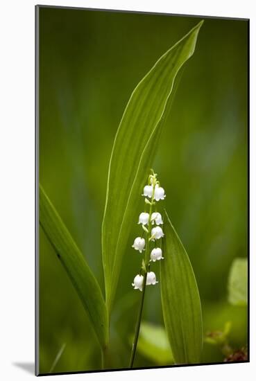 Convallaria Majalis (Lily of the Valley)-Bob Gibbons-Mounted Photographic Print