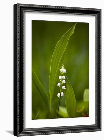 Convallaria Majalis (Lily of the Valley)-Bob Gibbons-Framed Photographic Print