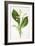 Convallaria Majalis-F Edward Hulme-Framed Art Print