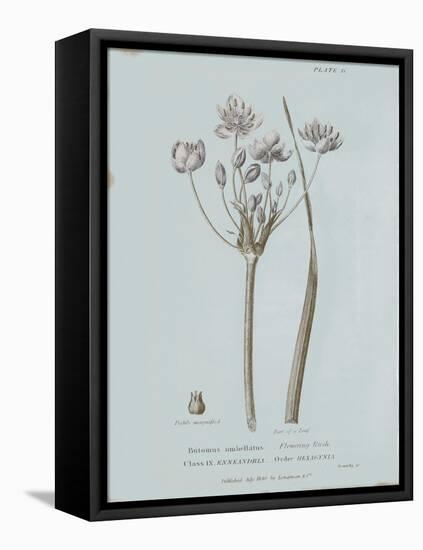 Conversations on Botany II Blue-Wild Apple Portfolio-Framed Stretched Canvas