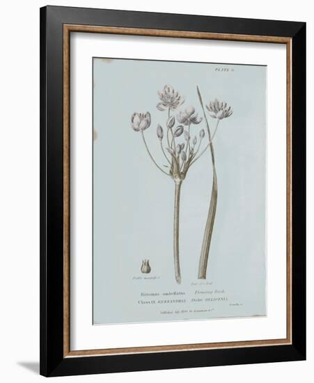 Conversations on Botany II Blue-Wild Apple Portfolio-Framed Art Print