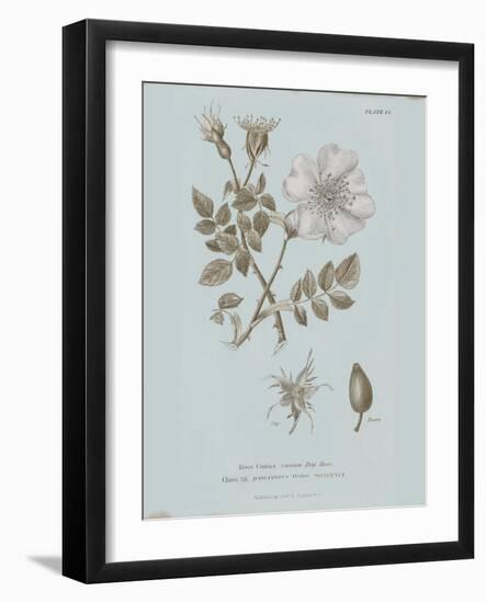 Conversations on Botany IV Blue-Wild Apple Portfolio-Framed Art Print