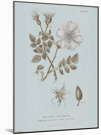 Conversations on Botany IV Blue-Wild Apple Portfolio-Mounted Art Print