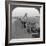 Conveying Salt to the Interior by Wheelbarrow Train, China, 1907-null-Framed Photographic Print