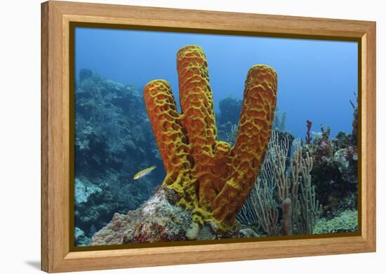 Convoluted Barrel Sponge, Hol Chan Marine Reserve, Belize-Pete Oxford-Framed Premier Image Canvas