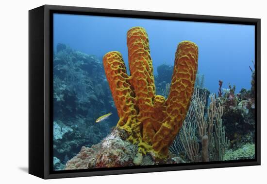 Convoluted Barrel Sponge, Hol Chan Marine Reserve, Belize-Pete Oxford-Framed Premier Image Canvas