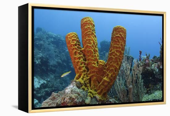 Convoluted Barrel Sponge, Hol Chan Marine Reserve, Belize-Pete Oxford-Framed Premier Image Canvas