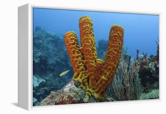 Convoluted Barrel Sponge, Hol Chan Marine Reserve, Belize-Pete Oxford-Framed Premier Image Canvas