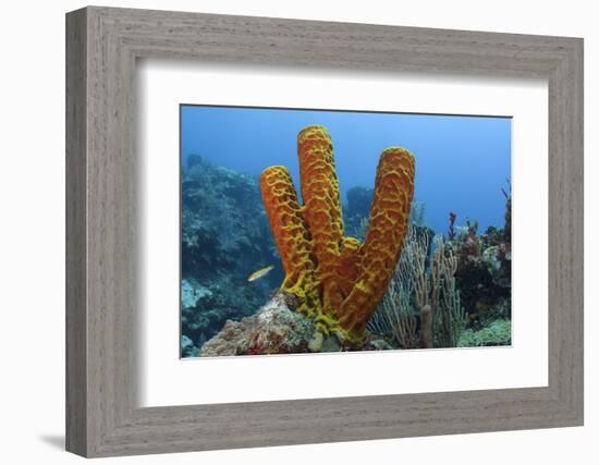 Convoluted Barrel Sponge, Hol Chan Marine Reserve, Belize-Pete Oxford-Framed Photographic Print