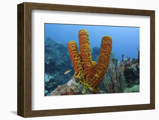 Convoluted Barrel Sponge, Hol Chan Marine Reserve, Belize-Pete Oxford-Framed Photographic Print