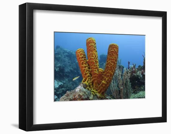 Convoluted Barrel Sponge, Hol Chan Marine Reserve, Belize-Pete Oxford-Framed Photographic Print