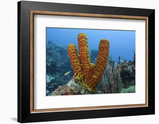 Convoluted Barrel Sponge, Hol Chan Marine Reserve, Belize-Pete Oxford-Framed Photographic Print