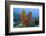 Convoluted Barrel Sponge, Hol Chan Marine Reserve, Belize-Pete Oxford-Framed Photographic Print