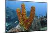 Convoluted Barrel Sponge, Hol Chan Marine Reserve, Belize-Pete Oxford-Mounted Photographic Print