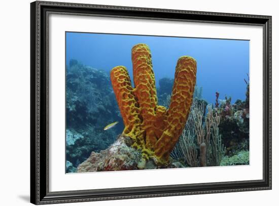 Convoluted Barrel Sponge, Hol Chan Marine Reserve, Belize-Pete Oxford-Framed Photographic Print