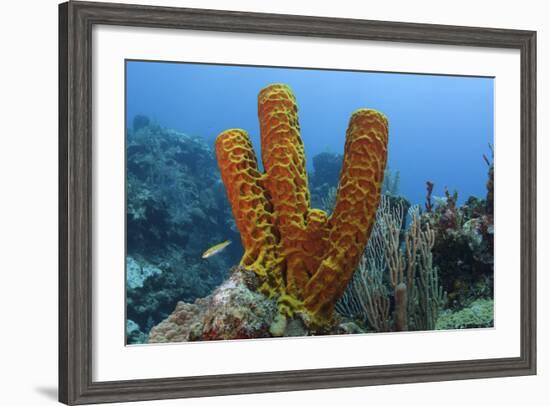 Convoluted Barrel Sponge, Hol Chan Marine Reserve, Belize-Pete Oxford-Framed Photographic Print