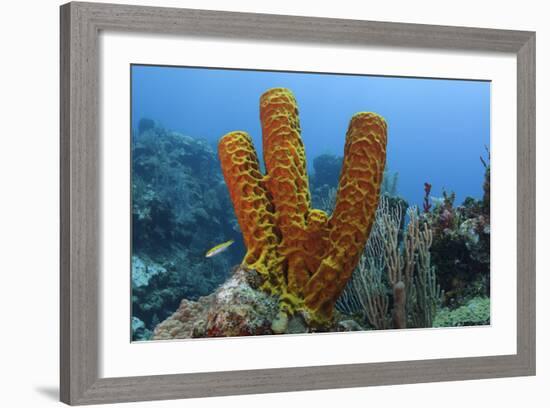 Convoluted Barrel Sponge, Hol Chan Marine Reserve, Belize-Pete Oxford-Framed Photographic Print