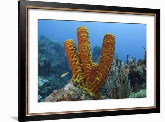 Convoluted Barrel Sponge, Hol Chan Marine Reserve, Belize-Pete Oxford-Framed Photographic Print