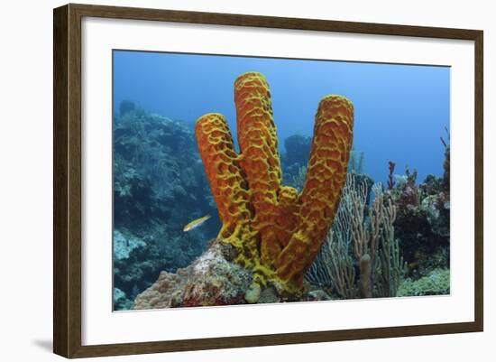 Convoluted Barrel Sponge, Hol Chan Marine Reserve, Belize-Pete Oxford-Framed Photographic Print