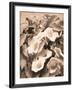 Convolvulus and Blackberries (Sepia)-Mary Dipnall-Framed Giclee Print