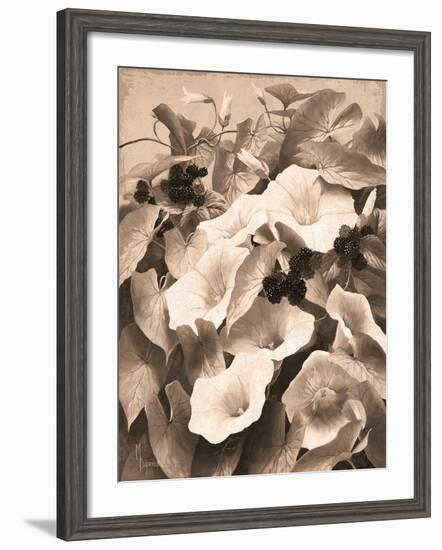 Convolvulus and Blackberries (Sepia)-Mary Dipnall-Framed Giclee Print