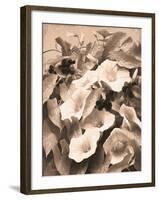 Convolvulus and Blackberries (Sepia)-Mary Dipnall-Framed Giclee Print