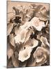 Convolvulus and Blackberries (Sepia)-Mary Dipnall-Mounted Giclee Print