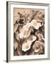 Convolvulus and Blackberries (Sepia)-Mary Dipnall-Framed Giclee Print