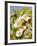 Convolvulus and Blackberries-Mary Dipnall-Framed Giclee Print