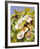 Convolvulus and Blackberries-Mary Dipnall-Framed Giclee Print