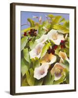 Convolvulus and Blackberries-Mary Dipnall-Framed Giclee Print