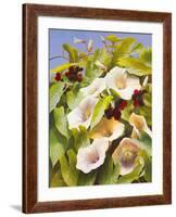 Convolvulus and Blackberries-Mary Dipnall-Framed Giclee Print