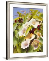 Convolvulus and Blackberries-Mary Dipnall-Framed Giclee Print