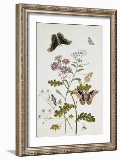 Convolvulus and Chrysanthemum-Thomas Robins Jr-Framed Giclee Print